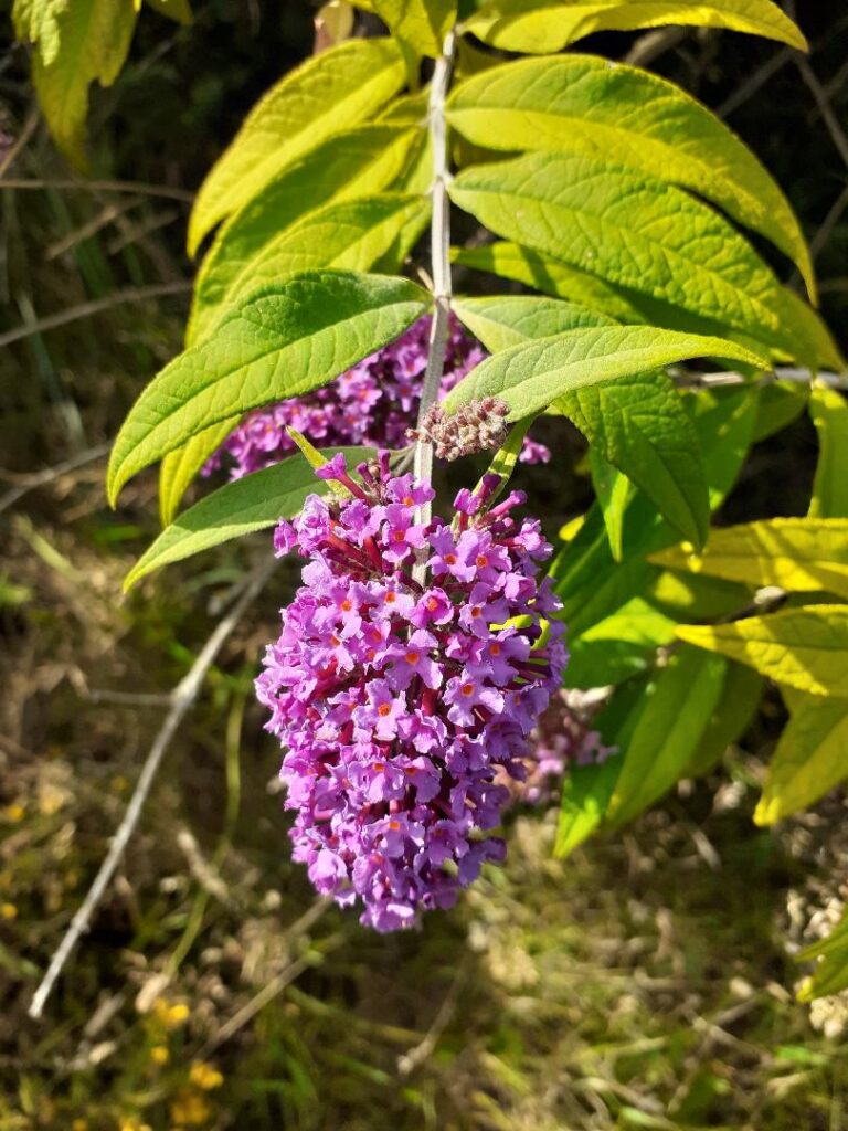 purple nat